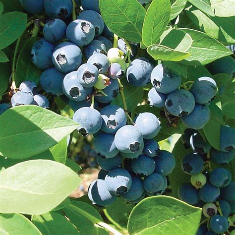 stark bros|stark bro's blueberry plants.